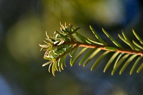 branches, conifers, details, green leaves, evergreen, tree, nature, blur, wood, outdoors