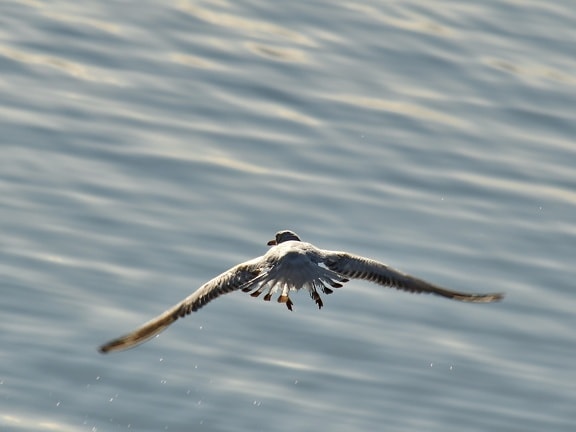fast, flight, movement, wings, seagulls, bird, nature, wildlife, water, animal