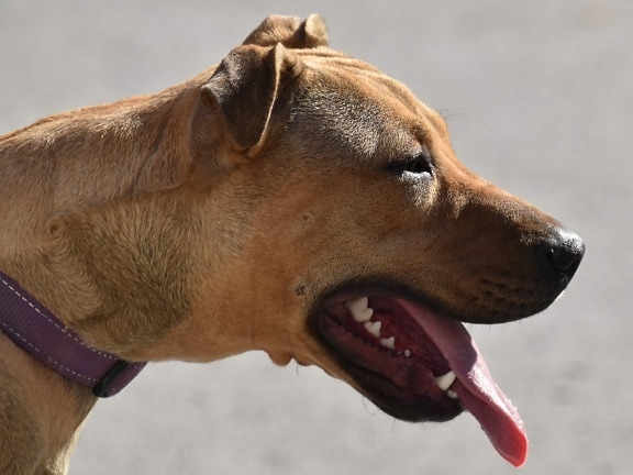 boxer, cão, nariz, pedigree, retrato, raça pura, Vista lateral, dentes, língua, canino