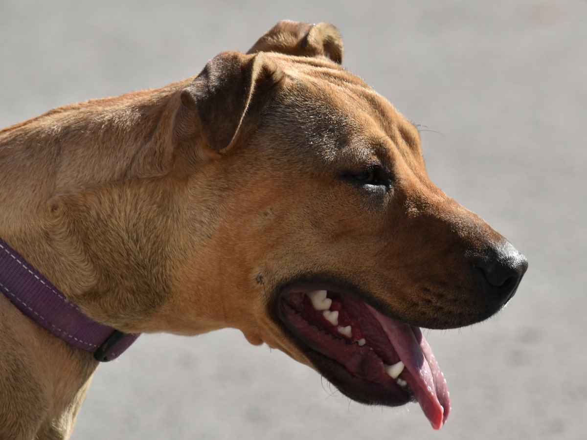 Boxer, pes, portrét, profil, čistokrevná, zuby, žluto hnědá, lovecký pes, psí, plemeno