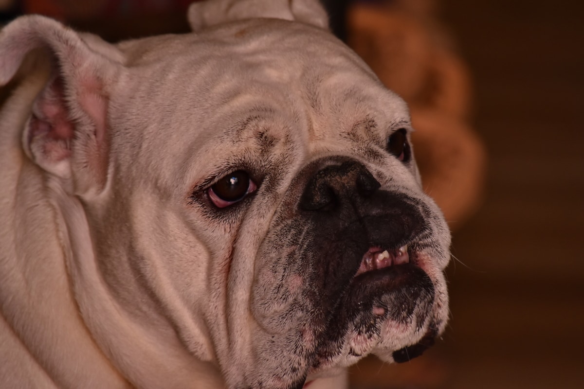 フリー写真画像 口の中 鼻 歯 ペット 面白い 犬 品種 子犬 かわいい 犬