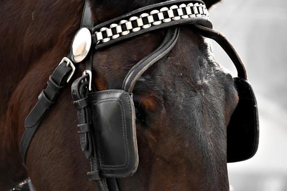 gear, horse, cavalry, leather, portrait, harness, belt, mare, equipment, strap