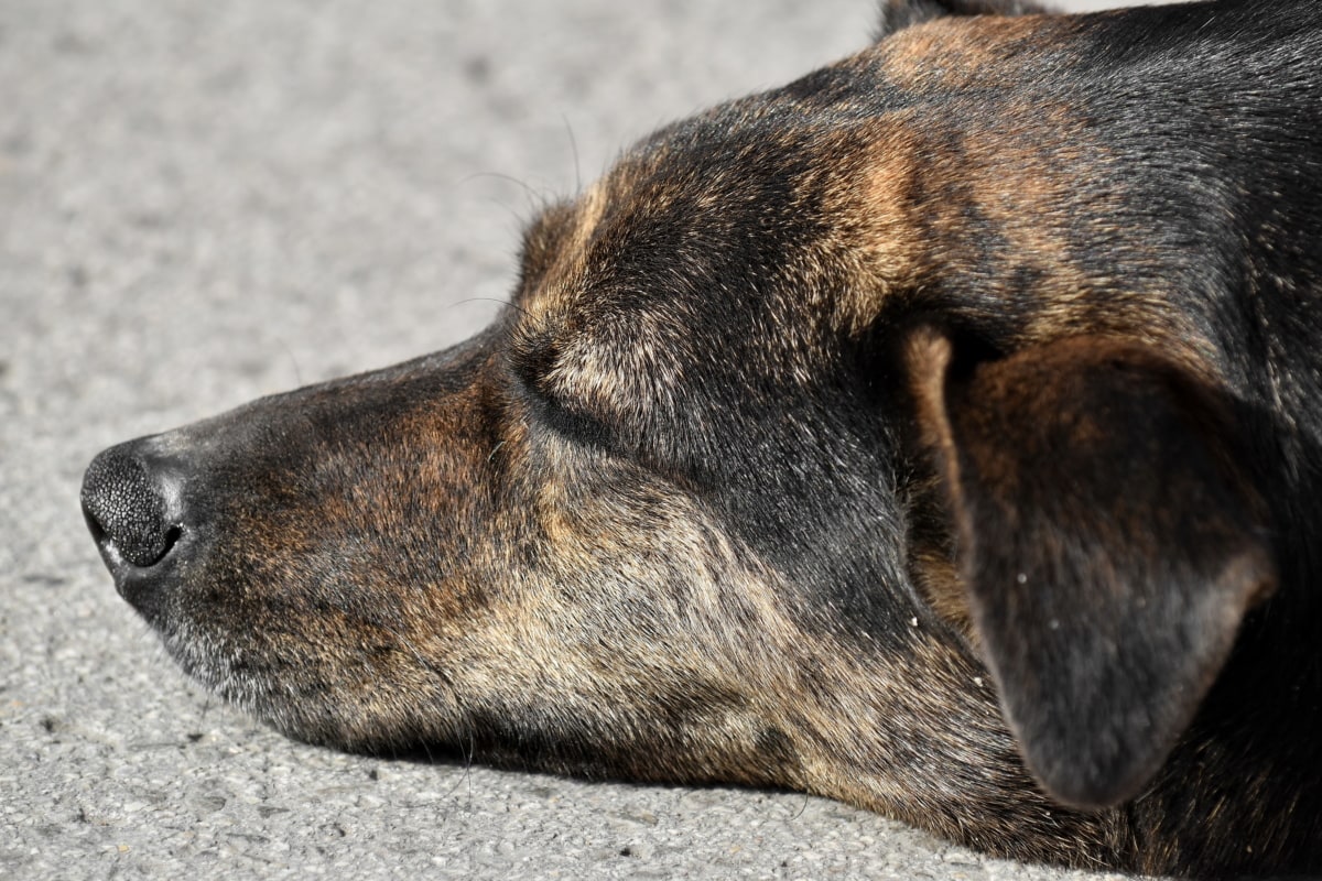 hund, øre, næse, hud, sovende, Portræt, canine, dyr, jagthund, kæledyr