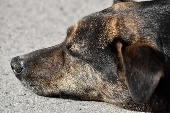 hunden, øre, nese, huden, sover, stående, hjørnetann, dyr, jakthund, kjæledyr