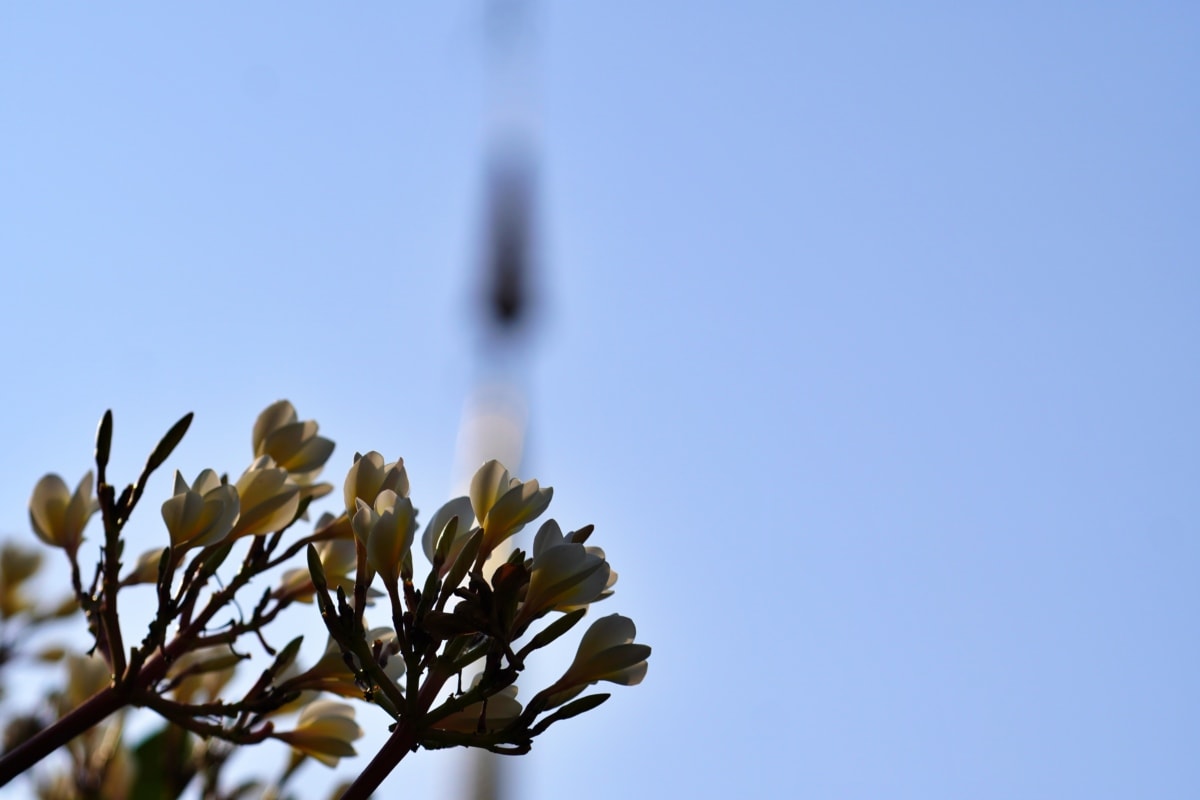 филиалы, бутон цветка, время весны, дерево, лист, завод, природа, голубое небо, на открытом воздухе, ярмарка погода