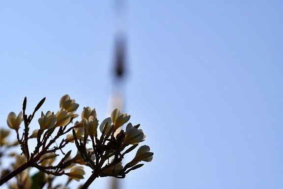 branches, flower bud, spring time, tree, leaf, plant, nature, blue sky, outdoors, fair weather