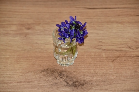 Blume, Glas, violett, Still-Leben, Wasser, Holz, Natur, aus Holz, Flora, Farbe