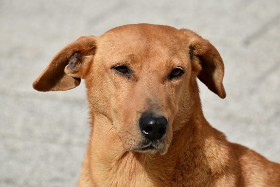 아름 다운, 개, 귀, 눈, 모피, 머리, 노란 오렌지, 세로, 귀여운, 사냥 개