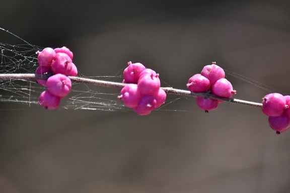 branches, pinkish, spider web, spring time, plant, shrub, flower, flora, nature, branch