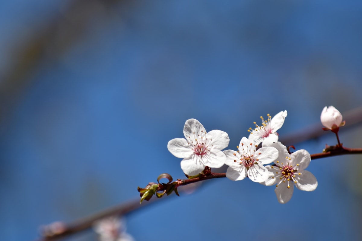 フリー写真画像 青い空 枝 小枝 エコロジー 公正な天気 春の時間 自然 春 花 ツリー