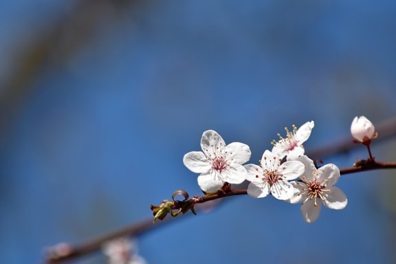 Printemps Images Gratuites Images Du Domaine Public