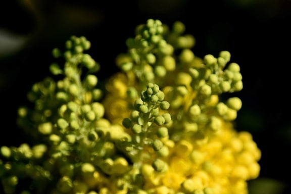 borrosas, Cluster, flor, jardín de flores, tiempo de primavera, verde amarillo, vegetales, alimentos, planta, difuminar