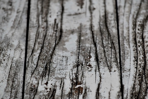 black and white, monochrome, paint, plank, timber, white, wood, bark, forest, texture