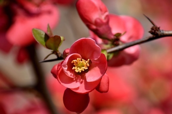 galho, flor em botão, jardim de flor, rosado, avermelhado, arbusto, flora, flor, rosa, folha
