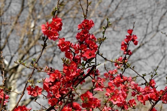 arbustos, flor em botão, jardim de flor, avermelhado, tempo de primavera, arbusto, natureza, ramo, cor, planta