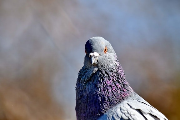 pigeon, plumage, profile, side view, animal, wildlife, beak, bird, nature, feather