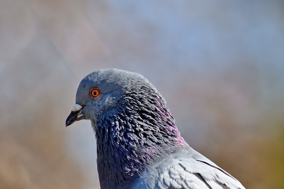 feather, head, ornithology, pigeon, side view, wildlife, outdoors, bird, beak, nature