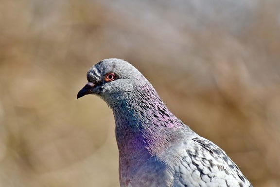 pigeon, wilderness, wildlife, bird, feather, wild, beak, animal, nature, outdoors