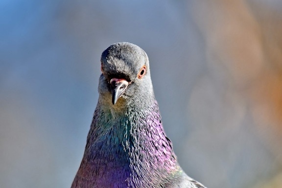 close-up, colorful, feather, head, pigeon, bird, animal, wildlife, beak, dove