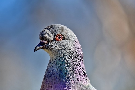 animal, beak, close-up, colorful, eye, eyeball, head, pigeon, bird, nature