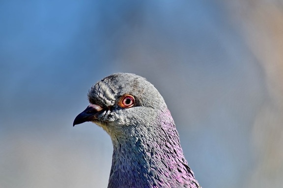 beautiful, close-up, colorful, head, pigeon, purplish, animal, avian, beak, bird