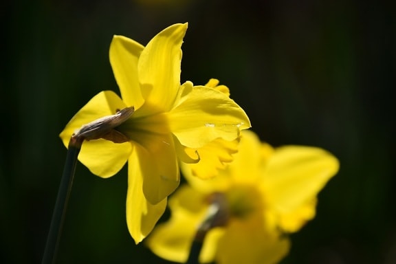 daffodil, flower garden, focus, side view, spring time, spring, yellow, plant, herb, garden