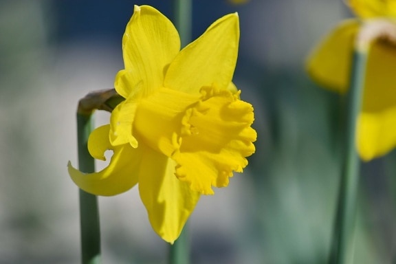 wazig, gele narcis, Narcissus, geel groen, geelachtig, bloesem, plant, lente, bloem, tuin