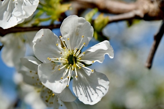 branches, pollen, spring time, white flower, blossom, hawthorn, plant, flower, spring, nature