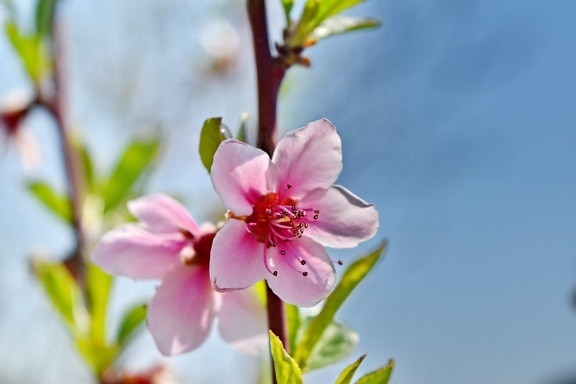 цветна пъпка, розово, храст, пролетно време, венчелистче, розово, пролет, цвете, листа, природата