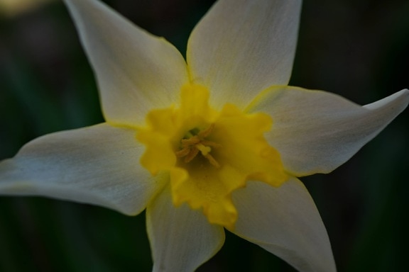 perto, Narciso, foco, amarelo esverdeado, tempo de primavera, natureza, flor, folha, Narciso, flora