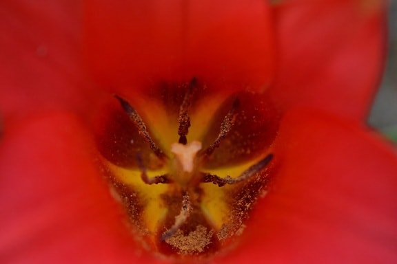 focus, macro, petals, pistil, reddish, tulip, flower, petal, flora, nature