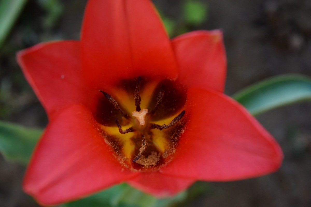 nært hold, støvbærere, pollen, rød, tulipan, kronblad, vår, flora, blomst, blad