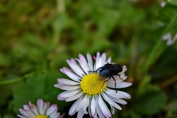 animal, close-up, daisy, insect, nature, white flower, plant, petal, spring, flower