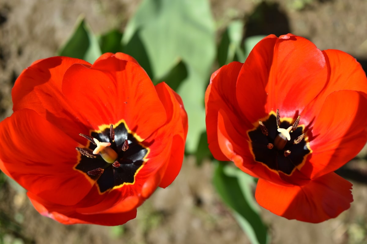 bei fiori, giardino di fiore, tempo di primavera, Tulipani, tulipano, fiore, Giardino, pianta, natura, Flora
