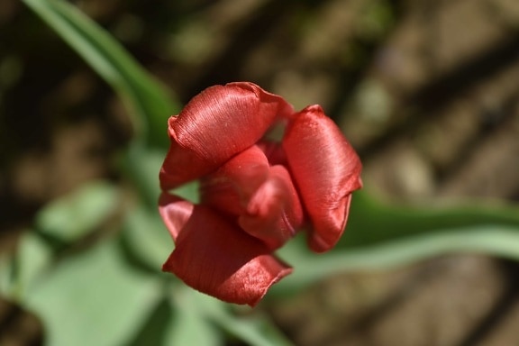 flower bud, flower garden, red, tulips, petal, spring, outdoors, leaf, tulip, plant