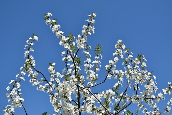 cielo azul, Cerezo, rama, flor, árbol, naturaleza, temporada, hoja, brillante, manzana