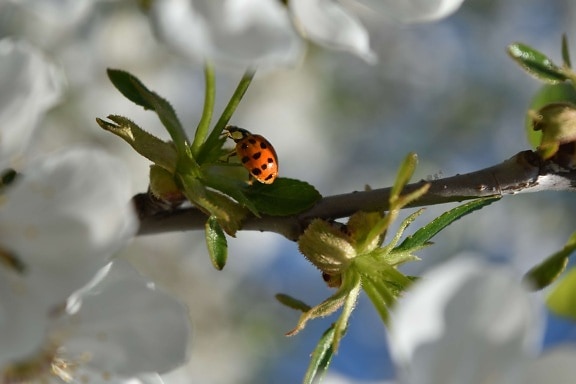 branches, ladybug, spring time, plant, bug, insect, invertebrate, nature, arthropod, beetle