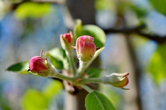 beautiful image, branches, flower bud, spring time, blossom, outdoors, plant, flower, nature, leaf