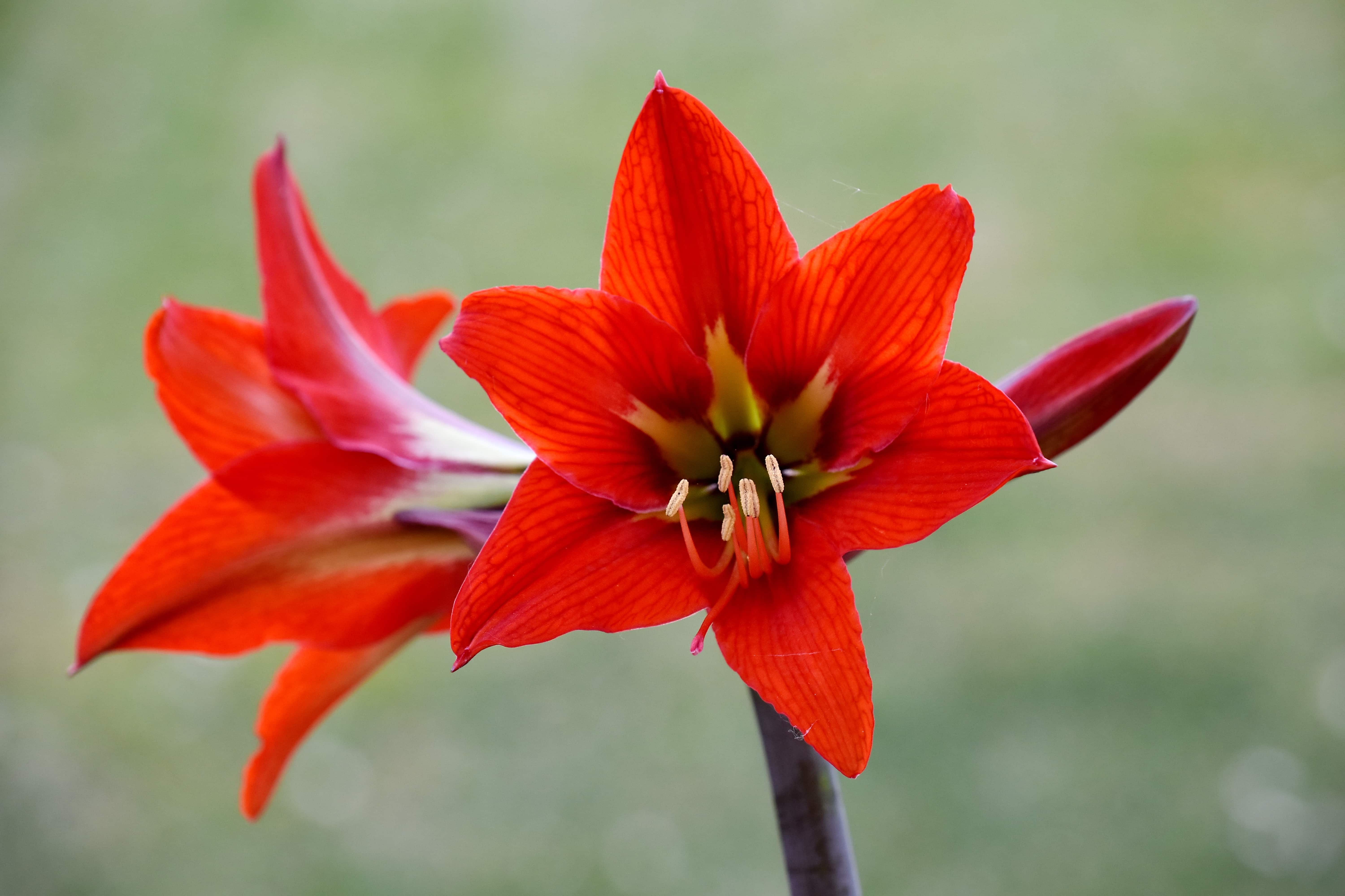 フリー写真画像 アマリリス 美しい花 ガーデン 園芸 工場 自然 花 花 明るい アウトドア