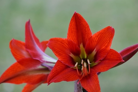 Amaryllis, da vicino, petali di, pistillo, polline, rosso, tempo di primavera, natura, Giardino, fiore
