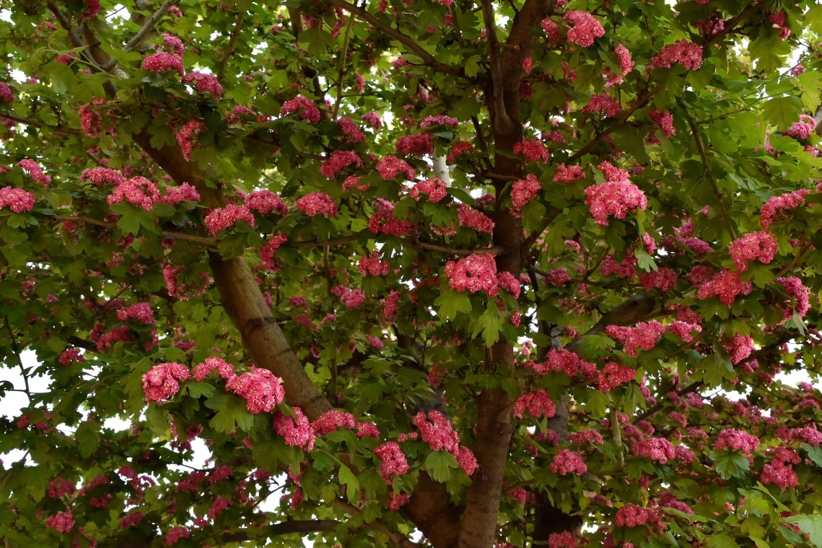 ramas, flores, rosado, tiempo de primavera, árbol, florece, naturaleza, hoja, rama, Jardín