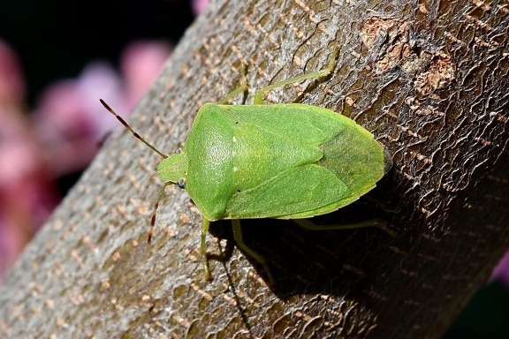 Käfer, Ast, aus nächster Nähe, Augen, Grün, Insekt, Blatt, Natur, Nahansicht, wirbellos