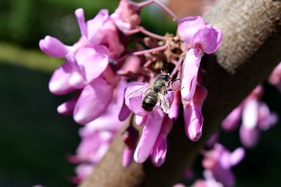 flower bud, honeybee, insect, pink, pollen, pollinator, shrub, spring, nature, flower