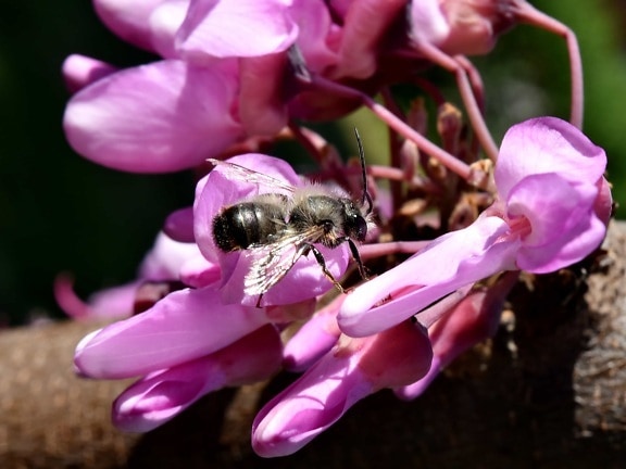 bee, details, honeybee, insect, metamorphosis, wings, nature, petal, arthropod, flower
