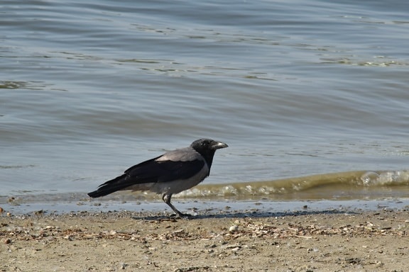 black bird, coastline, crow, wilderness, wildlife, sand, water, bird, beach, sea