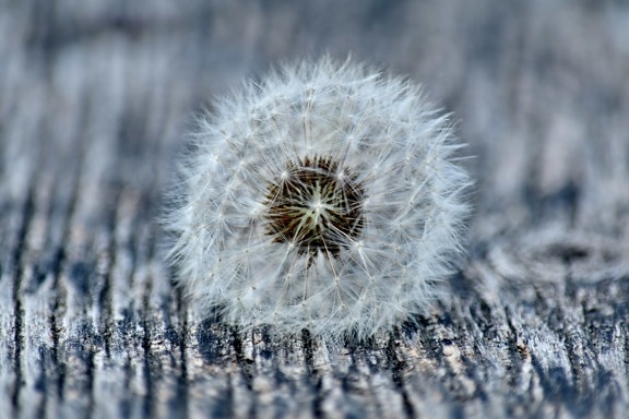 close-up, focus, round, seed, dandelion, flower, flora, frost, outdoors, upclose