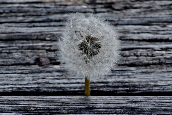 dandelion, wood, nature, texture, old, wooden, abstract, dark, board, upclose