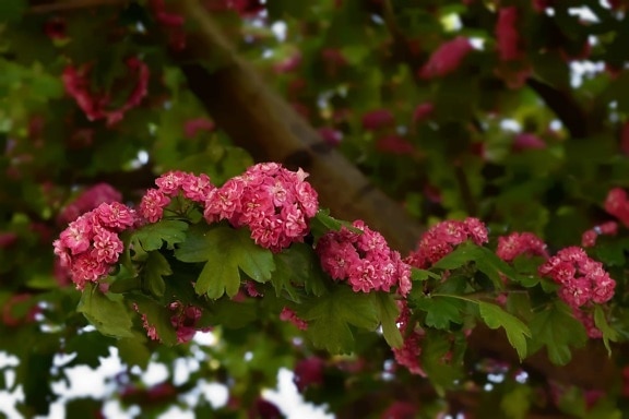 ramas, yema floral, flores, rosado, tiempo de primavera, hoja, flora, hierba, planta, árbol