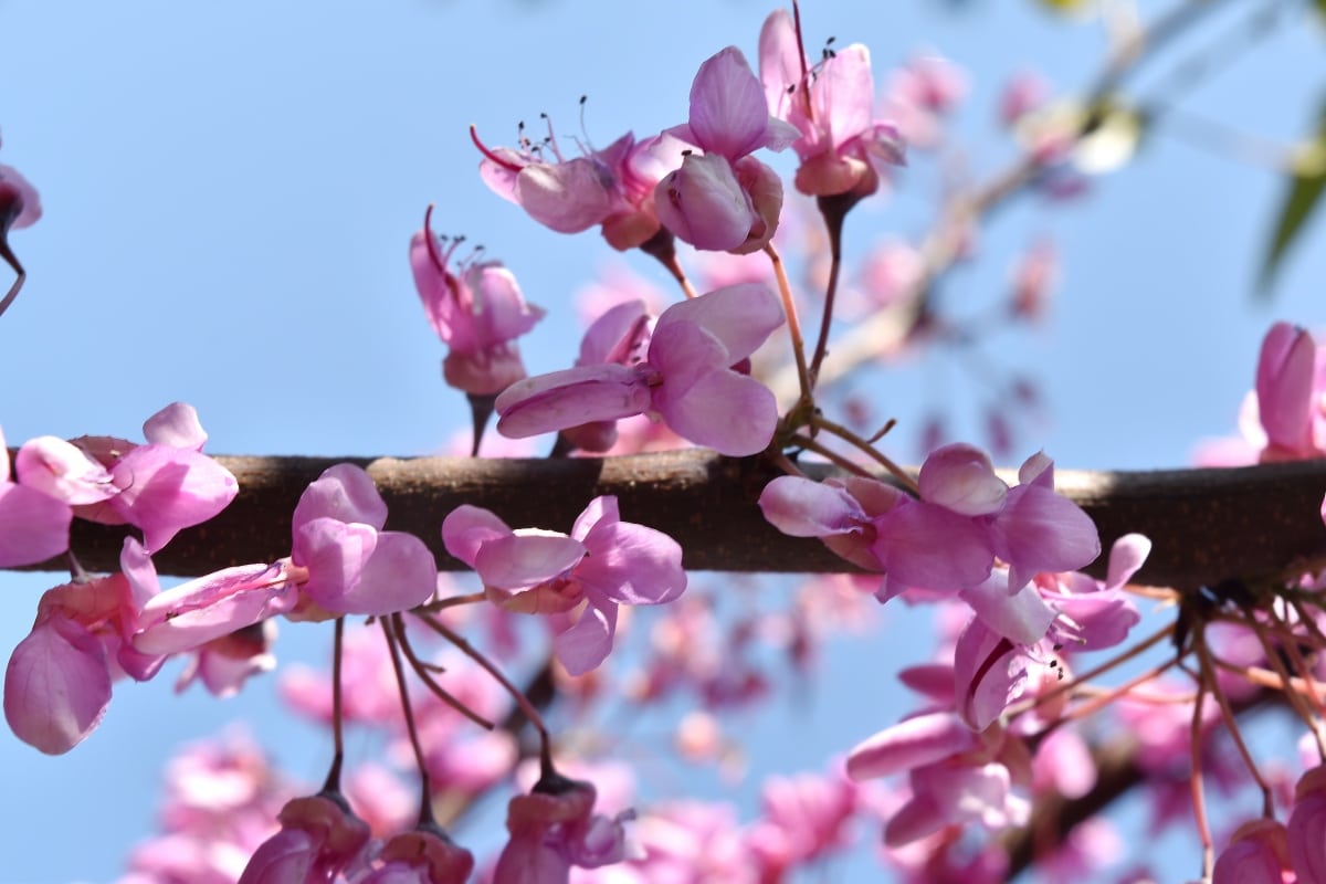 フリー写真画像 枝 開花 水平方向 光 ピンク 春 花 工場 自然 低木
