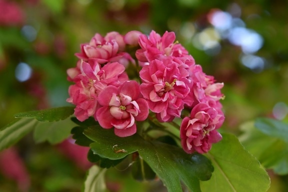 botanica, da vicino, cluster, petali di, Rosato, tempo di primavera, arbusto, estate, pianta, Giardino